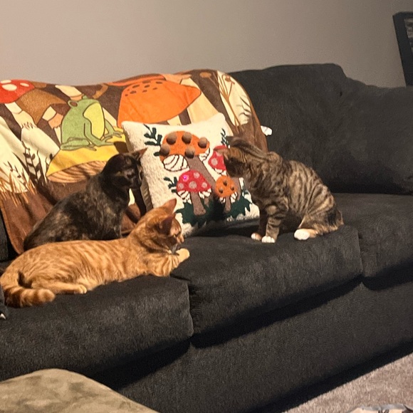 My grandkittens- they’ve grown! 6 months old now! - Picture 3 of 17